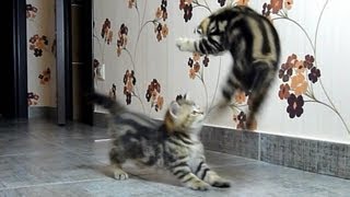 Funny Cats Compilation of fighting dancing and playing Cute Kittens [upl. by Nodnol]