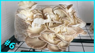 🍄 6 Essai de culture du PLEUROTE PULMONAIRE Pleurotus pulmonarius [upl. by Aihtniroc]