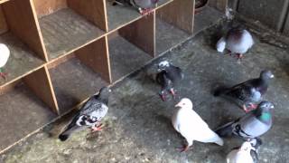 RACING PIGEONS FOR SALE TEL07585505383 UK [upl. by Rye]