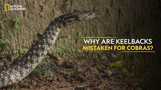 Why are Keelbacks Mistaken for Cobras  Snakes SOS Goas Wildest  National Geographic [upl. by Andromada850]