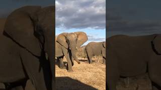 Tsavo East National Park In Kenya zoo park animals [upl. by Danyette]