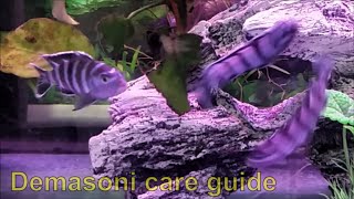 Demasoni care guide  how to care tank mates feeding and breeding demasoni cichlids [upl. by Anthea]