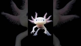 Axolotl fish in teluguaxolotl telugufacts facts weirdanimals fish knowledge shorts [upl. by Mukul259]