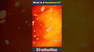 what is a hookworm shorts viral trending hookworm [upl. by Urson]