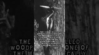 Ivory Billed Woodpecker Fact [upl. by Valerie359]