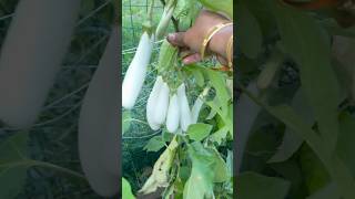 My garden fresh white🍆eggplantgardeningshotsbackyardgardeningshortsfeedfarmingshotsvideousa [upl. by Kavanaugh802]