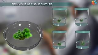 Tissue Culture [upl. by Junna]