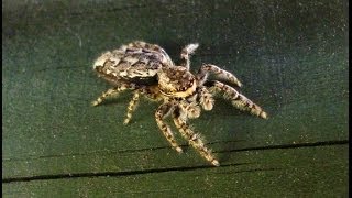 Large Jumping Spider Marpissa muscosa  AKA Fencepost jumper [upl. by Marba740]