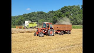 2023 Búza aratás Mtz82 Turbó amp Mtz8204 DDeni [upl. by Llennoj241]