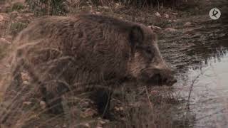 Paciencia preparación y observación así son las esperas del jabalí  Cazadores de Lances [upl. by Eduino]