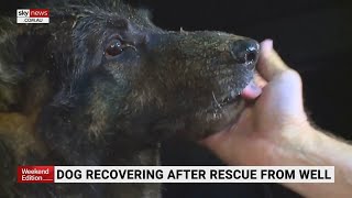 Retired police dog rescued from well [upl. by Aramahs]