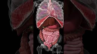 Explore the Dynamic Movements Inside Your Body anatomy meded 3danimation [upl. by Pontus]