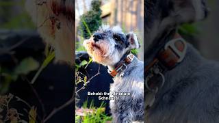 The truth about Miniature Schnauzers  pt 1 [upl. by Kcerred]