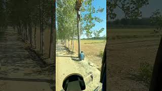 Use An Excavator To Cooperate With Loggers In Cutting Down Trees [upl. by Justine259]