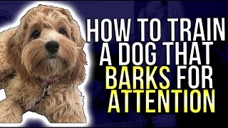 HOW TO TRAIN A DOG THAT BARKS FOR ATTENTION [upl. by Alyam]