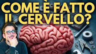 I SEGRETI del CERVELLO Anatomia e Funzioni  Ep 1 [upl. by Creedon]