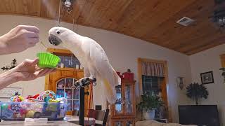 Cockatoo Enjoys His Late Saturday Morning Breakfast [upl. by Gascony]