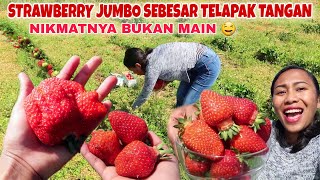 PANEN SEMUA STRAWBERRY YG UKURANNYA JUMBO XXL🤩 [upl. by Chane]