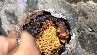 Taking Cheruthen  stingless BeesMalayalam [upl. by Arua]