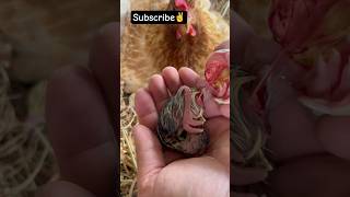 HELPİNG Tiny Life in hatch hatching🐣turkey birds scienceexperiment hacks birds [upl. by Aidin474]