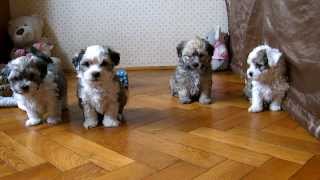 bichon havanese puppies [upl. by Sumaes211]