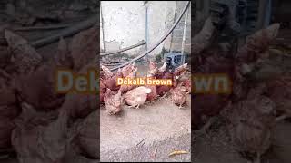 My Backyard  Dekalb Brown Heritage Chicken chicken raisingchickensforeggs egg freerangeeggs [upl. by Annahtur]