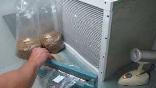 Transferring mycelium on agar to grain [upl. by Vig220]