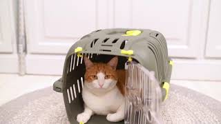 Jet pet carrier from Ferplast [upl. by Lavine]