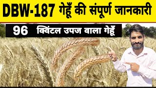 DBW 187 बम्पर उपज वाले गेहूं की संपूर्ण जानकारी  DBW 187 Wheat Variety  DBW 187 Wheat Seed [upl. by Hilbert120]