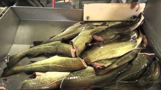 Ramoen Trawler  Catching amp Producing Frozen At Sea Cod [upl. by Laehcim]