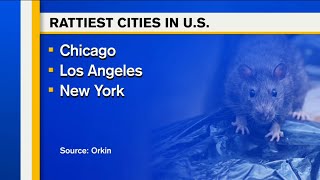 NYC 3rd on list of Rattiest Cities [upl. by Armstrong]