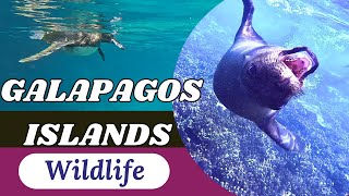 Unbelievable Wildlife Encounters you will have in the Galápagos Islands [upl. by Anidualc]