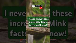 Minks I wish you KNEW this earlier minks animals facts [upl. by Letsyrhc]