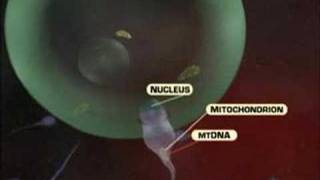 Mitochondrial DNA [upl. by Udelle]