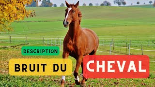 Bruit du cheval et description 🐎 Le cheval hennit bruit respiratoire cheval 🐎 [upl. by Cutlip766]