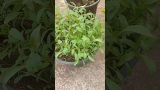 How to grow coriander from seeds  hara dhaniya kese ugaye pani me [upl. by Depoliti]