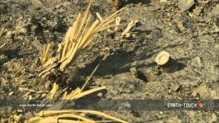 Wolf spiders termite hunt goes wrong [upl. by Adey]