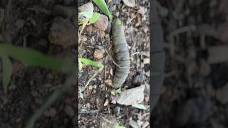 Caterpillar to Spinx Moth Pupa [upl. by Fernand874]