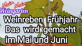 Weinrebe Frühjahr im Mai und Juni Das wird gemacht [upl. by Arymas961]