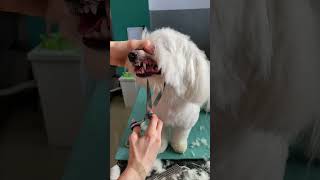 Coton de Tulear Dog Grooming doggroomingtips [upl. by Nodnorb616]