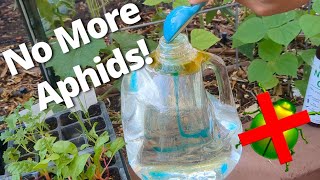 How I Keep Aphids from Taking Over My Garden amp Aphid Mummies [upl. by Aratehs117]