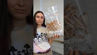 How to Grow Mushrooms in Bags using ShroomTek  QUICK tutorial howto mushroomcultivation diy [upl. by Grenier87]