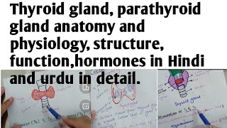 Thyroid gland anatomy and physiology in Hindi urdufunctionstructurehormonesparathyroid [upl. by Lorre166]