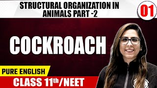 STRUCTURAL ORGANIZATION IN ANIMALS PART  2  Cockroach  Zoology  Pure English  Class 11thNEET [upl. by Nyltak]