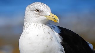 Seen in Sydney Australia – Seven species of gull or tern amidst stunning scenery [upl. by Cadmar]