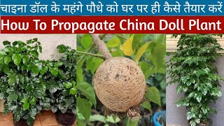 How To Propagate China Doll Plant👍Care Of China Doll Plant🌱Radermachera Sinica👇 [upl. by Persas]