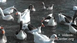 Patos Ocas y Pavos comiendo en río Júcar  spainCenterorg [upl. by Ttelracs]