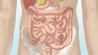 Le système digestif et le transit intestinal par christianb 50700 [upl. by Gove]