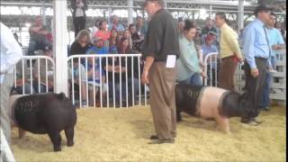 2014 WPX Champion and Reserve Hampshire Gilts Sell [upl. by Adehsar644]