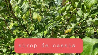 Comment réussir le sirop de cassis fait maison [upl. by Viviana]